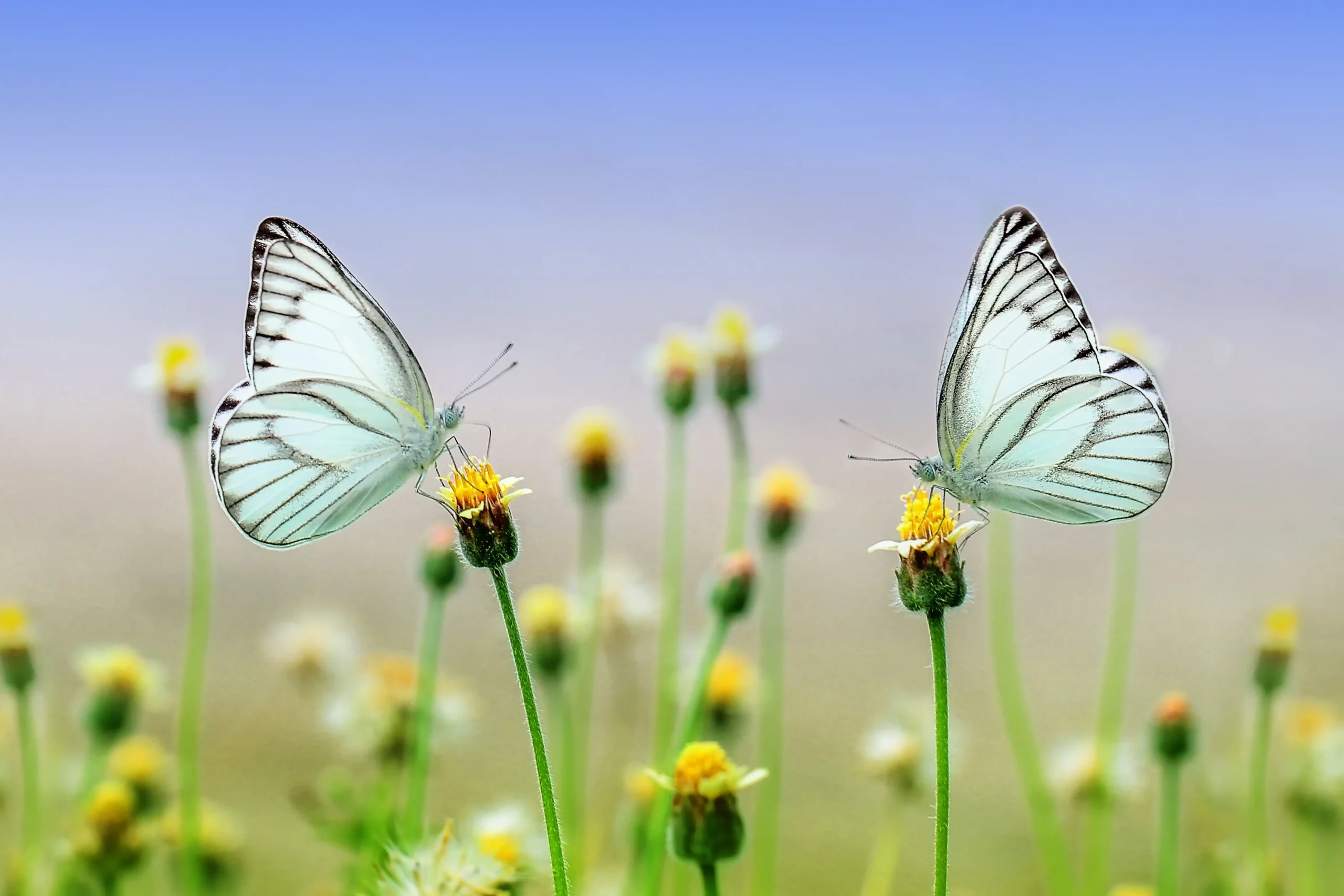 two butterflies on tall yellow flowers